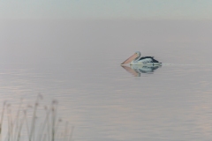 Coorong Dawn by Leigh Reeves