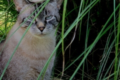 Tiger in the Jungle by Mia Curran