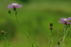 Wild Flowers by Mia Curran