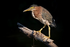 Green on Black by Bob Gross