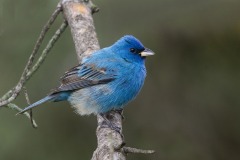 Mr. Blue by Joanne Stamm