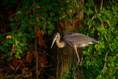 Octorara heron by Bob Gross