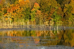 Fall Colors by Karen Leh