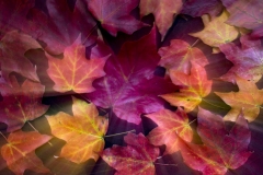 Leaves by Karen Leh