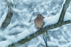 Tom Stoeri - "Snow Shawl"