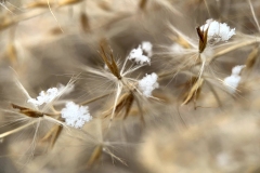 Mia Curran - "Touched by Snow"