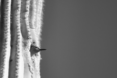 Peeking Out by Charlie Beavens