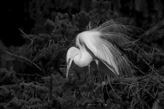 Majestic Egret by Ivan Bub