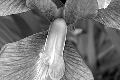 Iris by Mia Curran