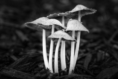 Mushrooms by Ginnie Lodge