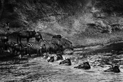 Zebra Crossing by Leigh Reeves