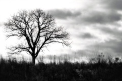 Jackie Henny - "The Poetic Tree"