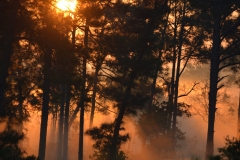 Gloria Tobias - "Forrest Sunrise"